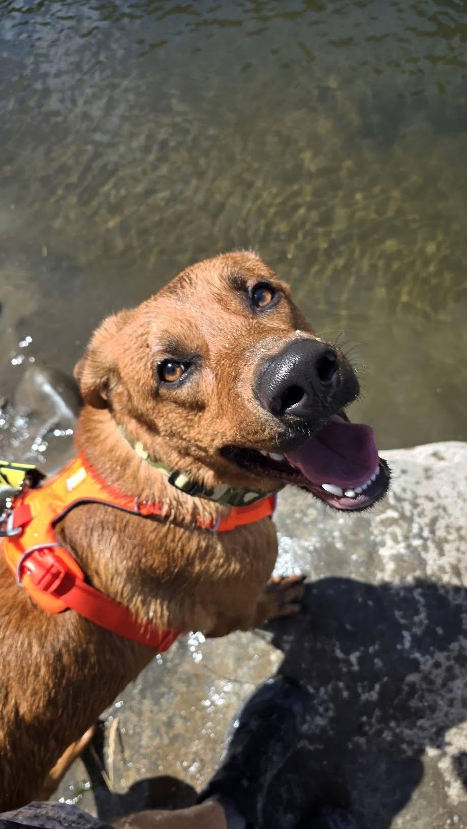 Doby, a ADOPTABLE mixed breed in Prineville, OR image 4/6