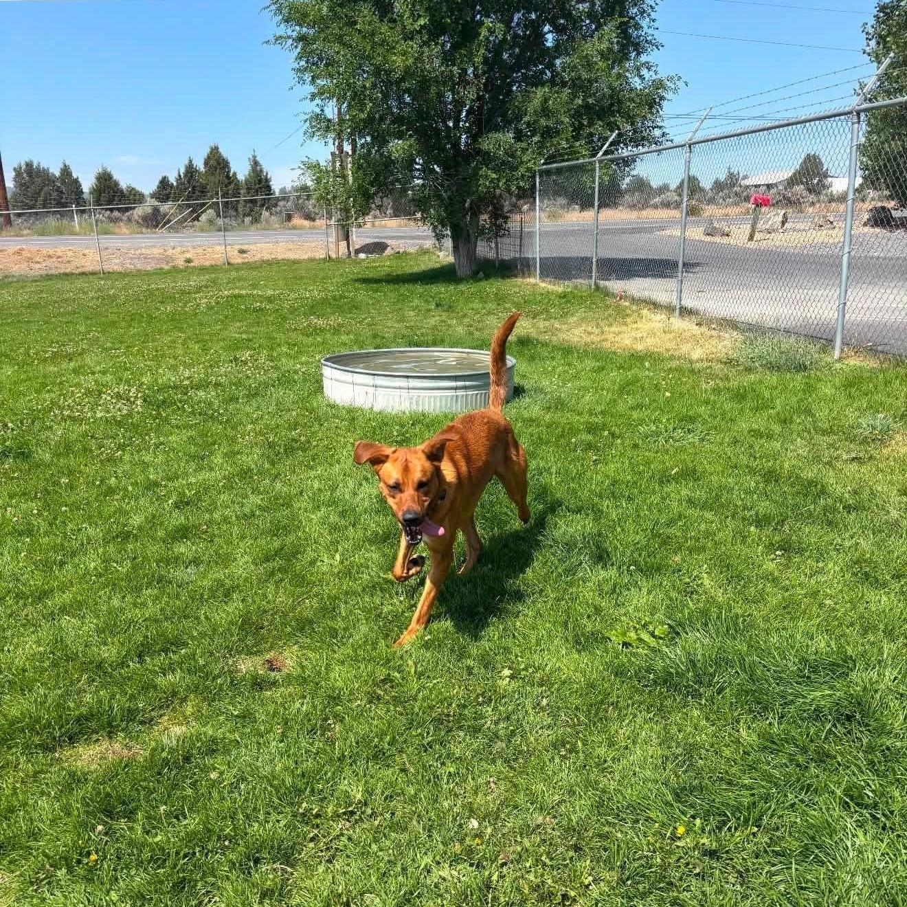 Doby, a ADOPTABLE mixed breed in Prineville, OR image 2/6