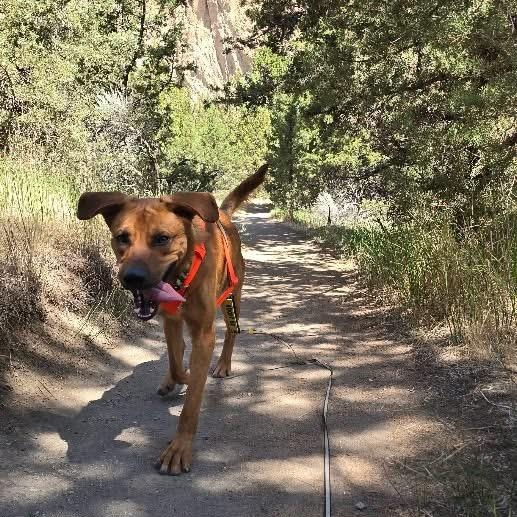 Doby, a ADOPTABLE mixed breed in Prineville, OR image 6/6