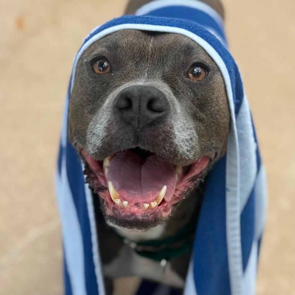 Enlarge Danny, a Adoptable mixed breed in Greensboro, NC image 1/5