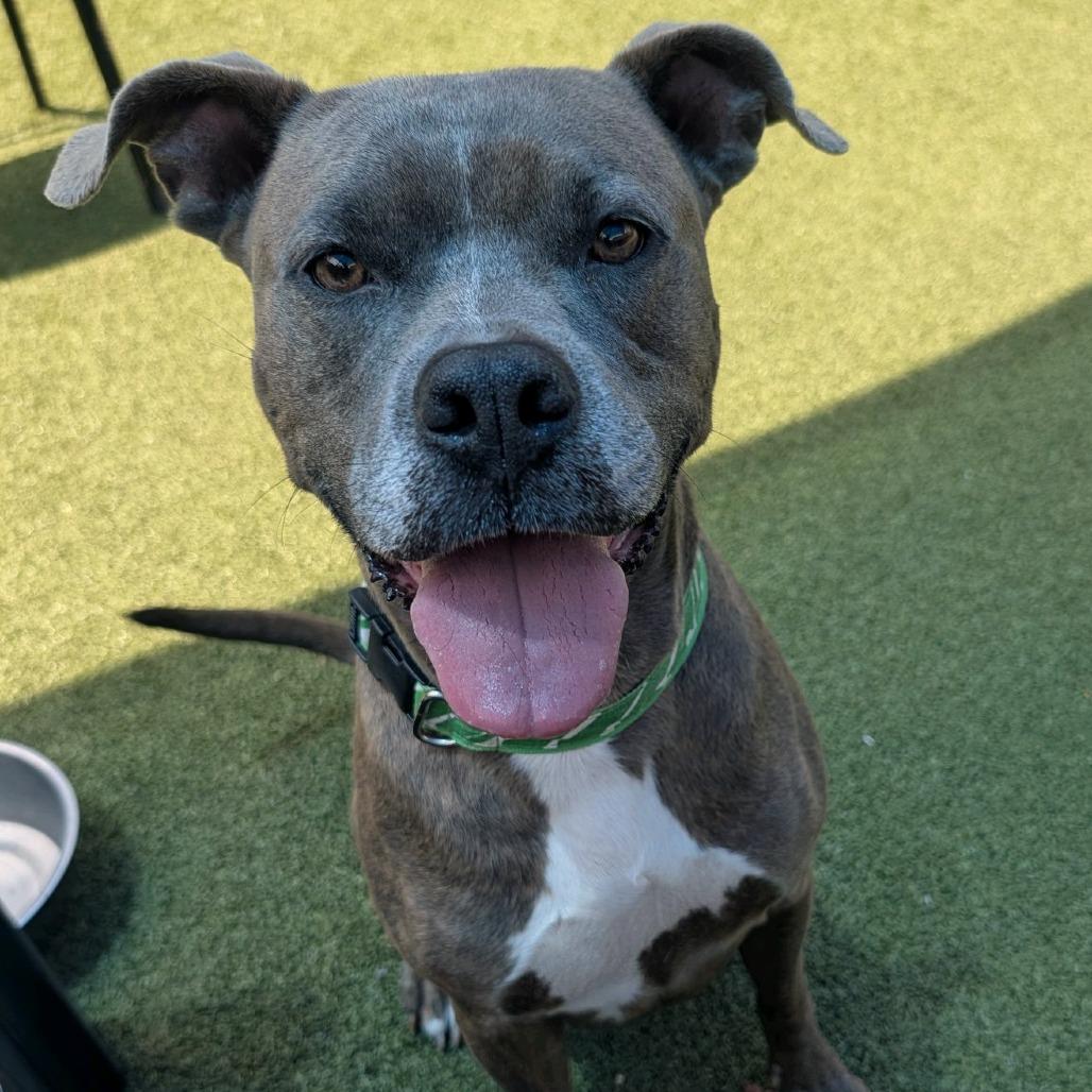 Danny, Adoptable, Adult Male Pit Bull Terrier & Mixed Breed.