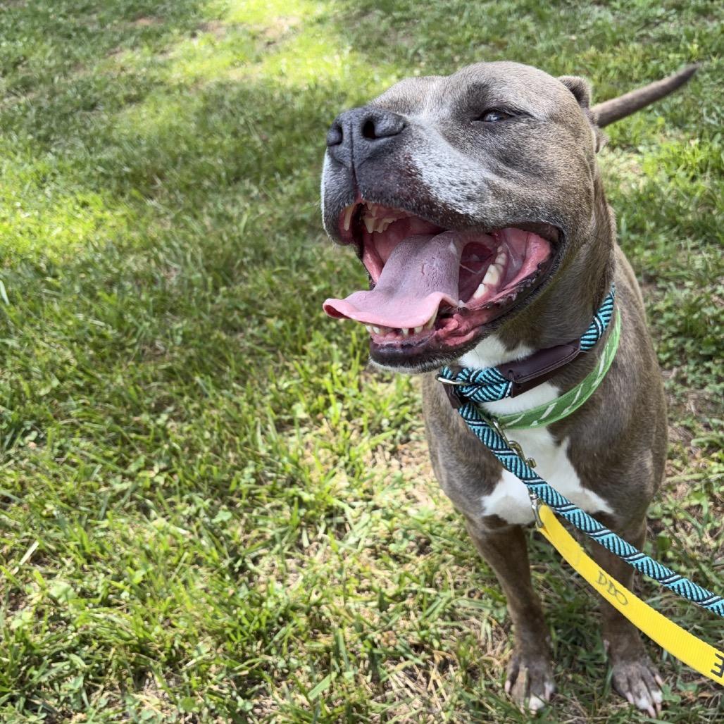 Danny, Adoptable, Adult Male Pit Bull Terrier & Mixed Breed.
