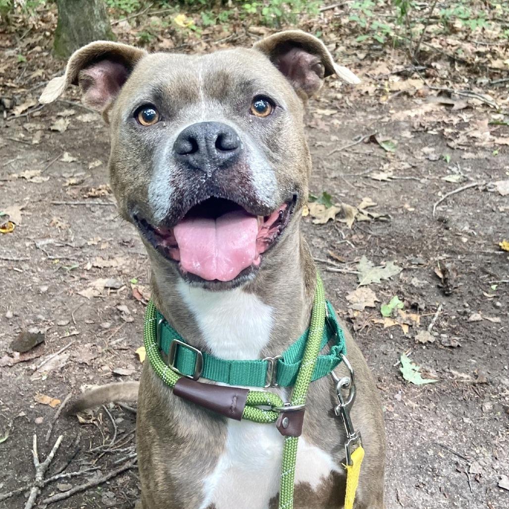 Enlarge Danny, a Adoptable mixed breed in Greensboro, NC image 2/6