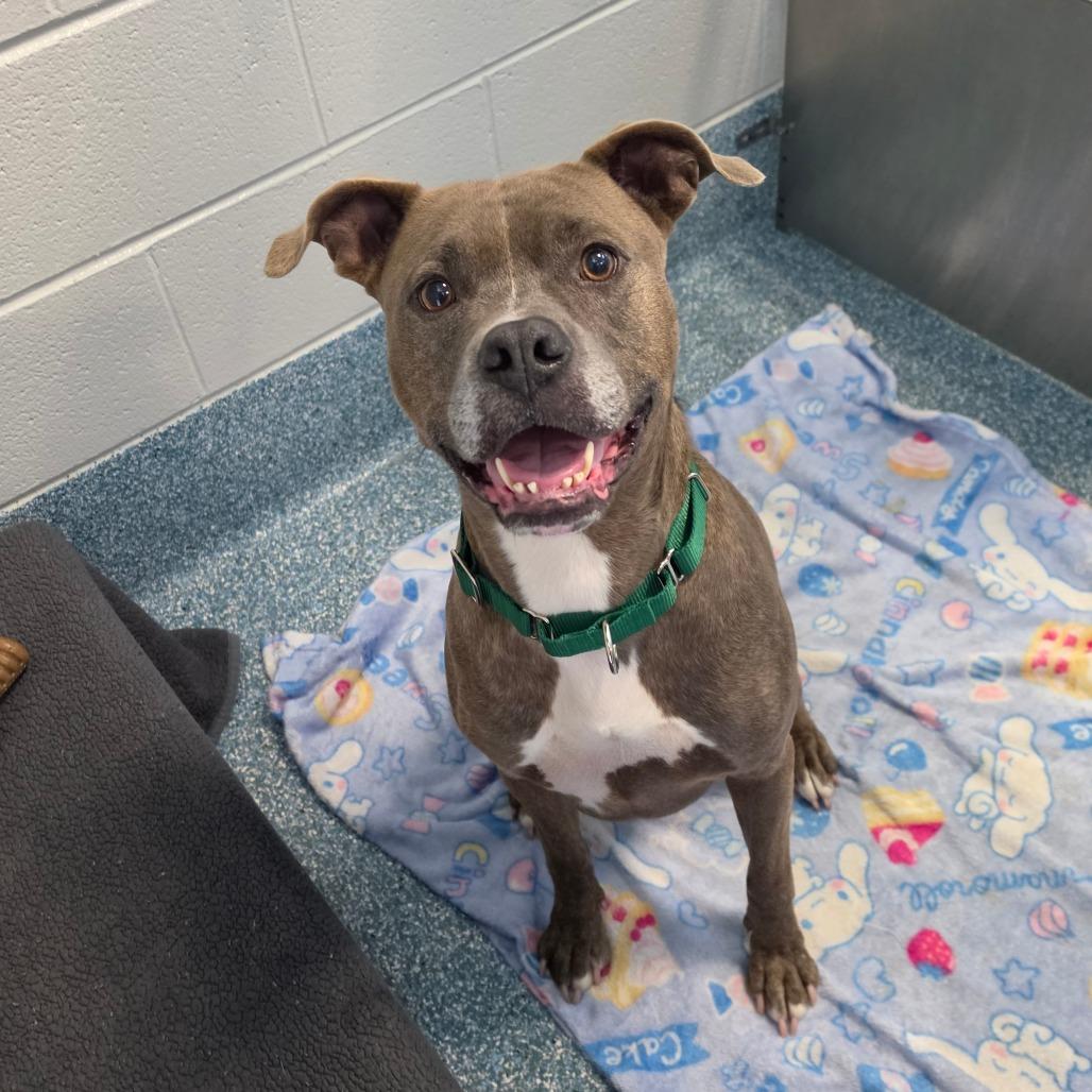 Danny, a Adoptable mixed breed in Greensboro, NC image 2/6