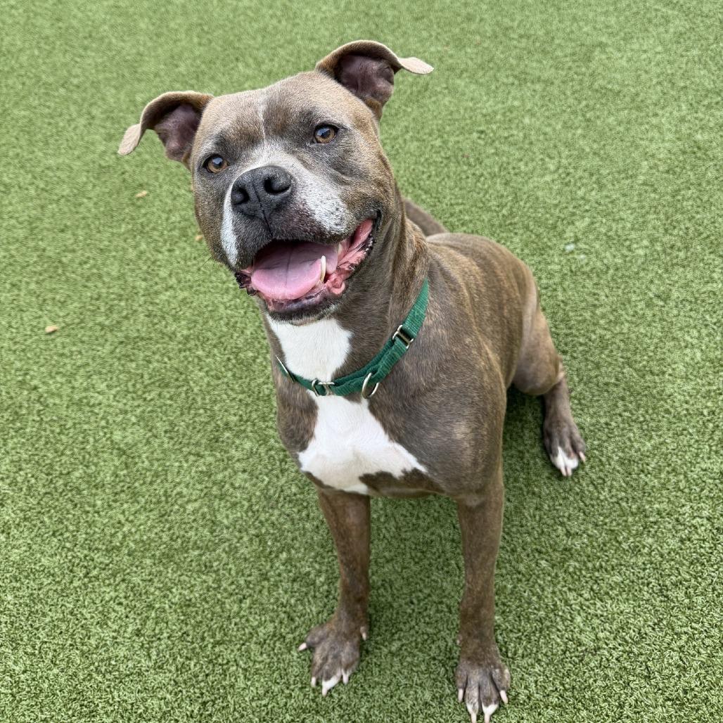 Danny, a Adoptable mixed breed in Greensboro, NC image 3/6