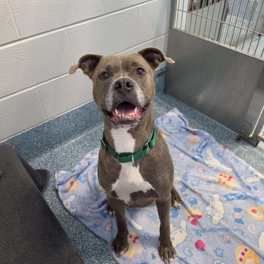Enlarge Danny, a Adoptable mixed breed in Greensboro, NC image 3/6
