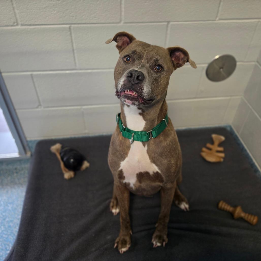 Enlarge Danny, a Adoptable mixed breed in Greensboro, NC image 4/6