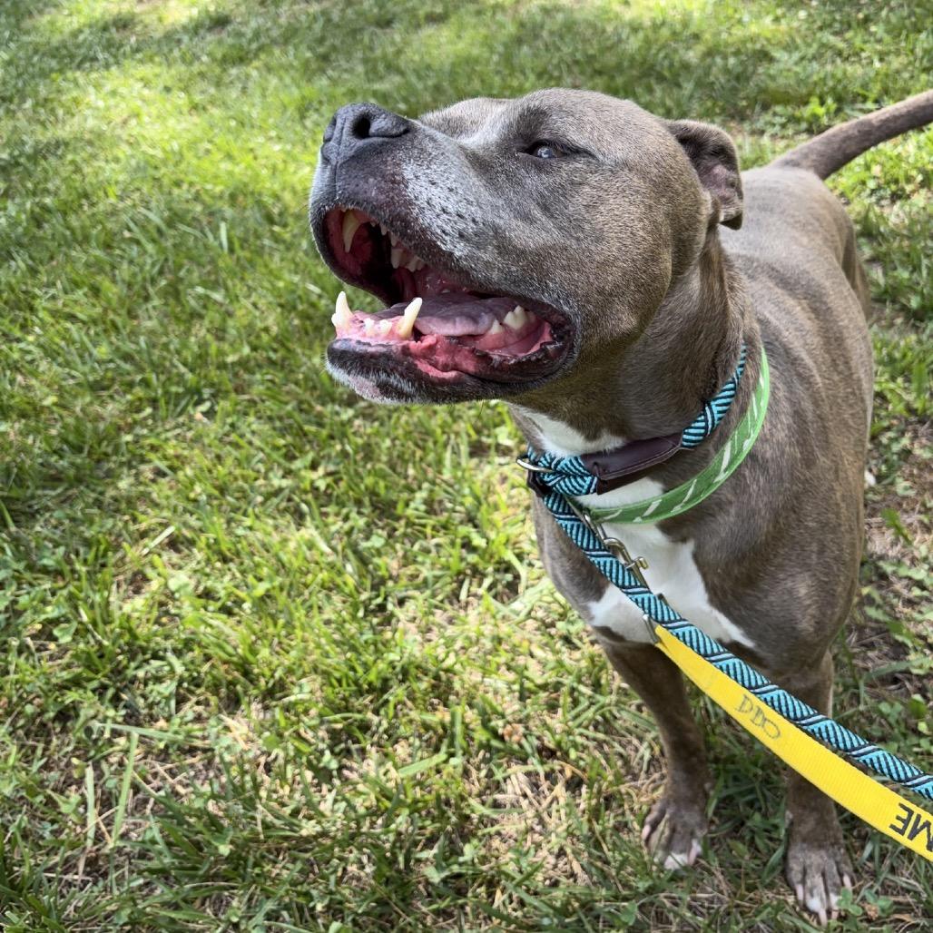 Enlarge Danny, a Adoptable mixed breed in Greensboro, NC image 5/6