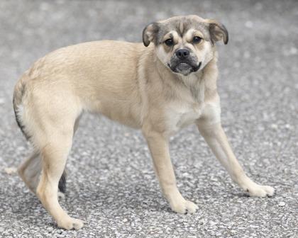 Enlarge Quinn, an adopted mixed breed in Bedford, IN image 3/3