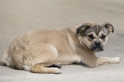 Enlarge Quinn, an adopted mixed breed in Bedford, IN image 2/3