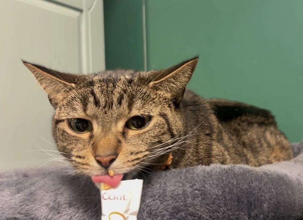 Blair (fka Jaded ), a Adoptable Domestic Short Hair in Virginia Beach, VA image 1/6