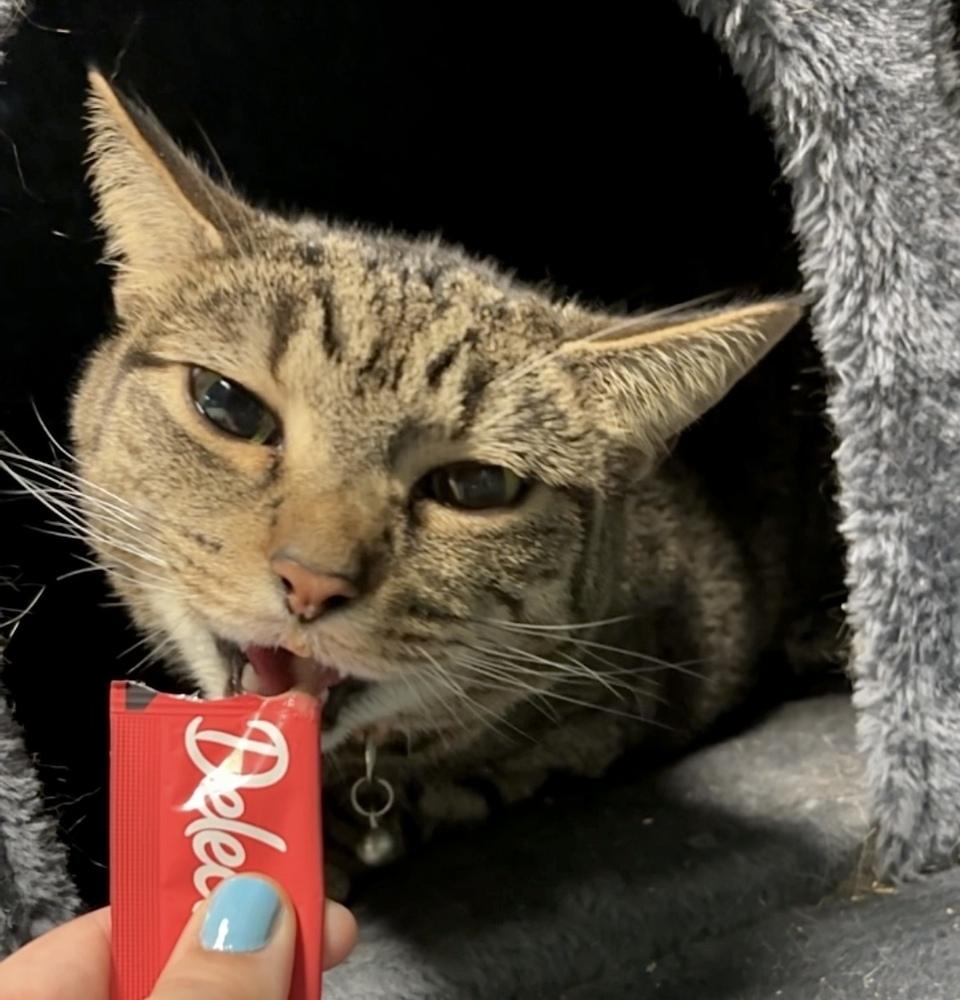 Blair (fka Jaded ), a Adoptable Domestic Short Hair in Virginia Beach, VA image 2/6