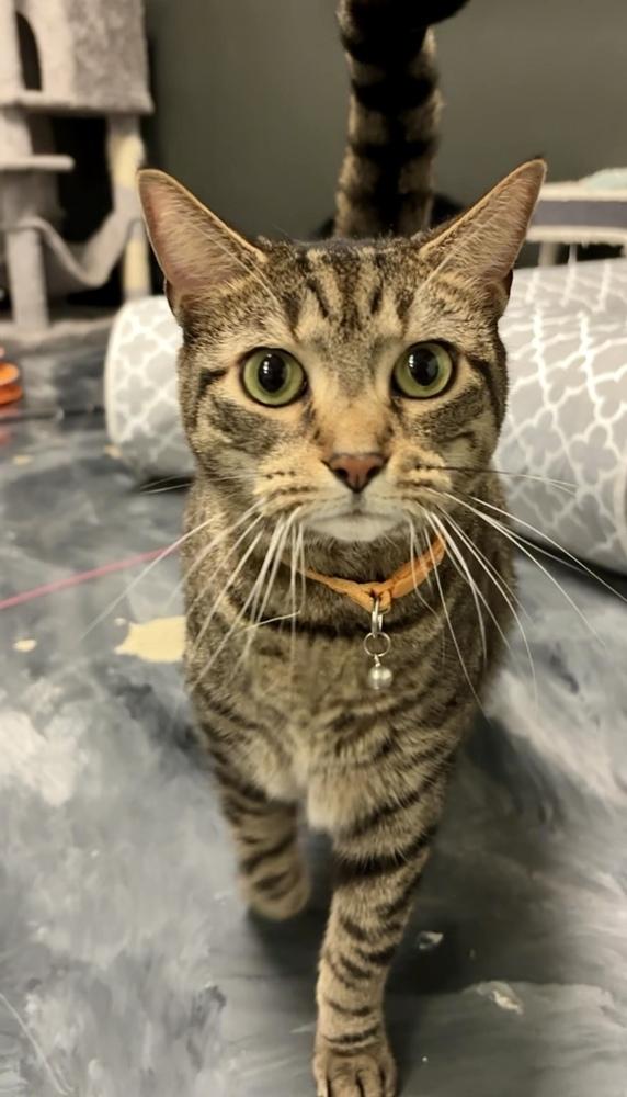 Blair (fka Jaded ), a Adoptable Domestic Short Hair in Virginia Beach, VA image 3/6