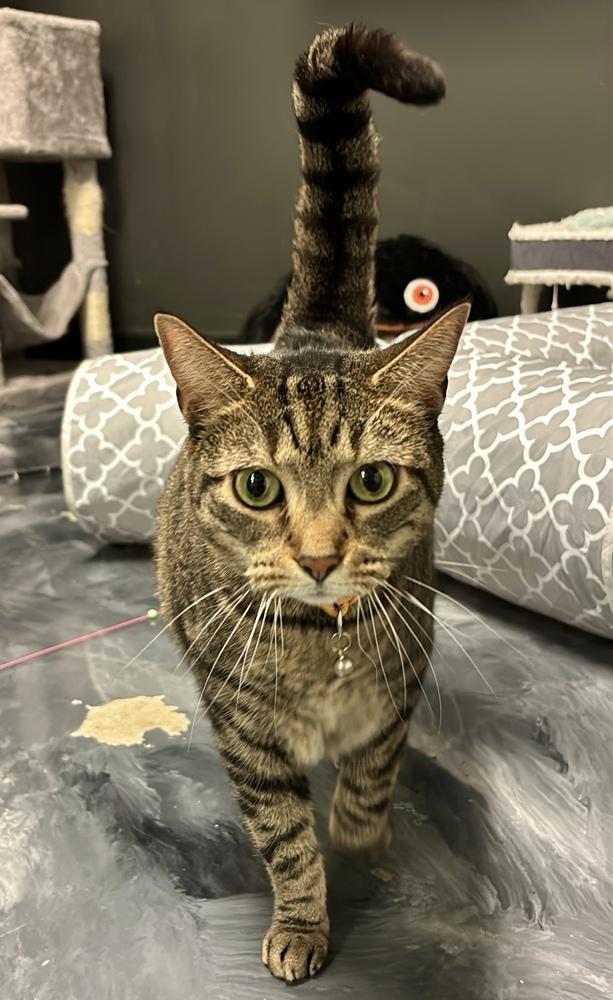 Blair (fka Jaded ), a Adoptable Domestic Short Hair in Virginia Beach, VA image 3/6