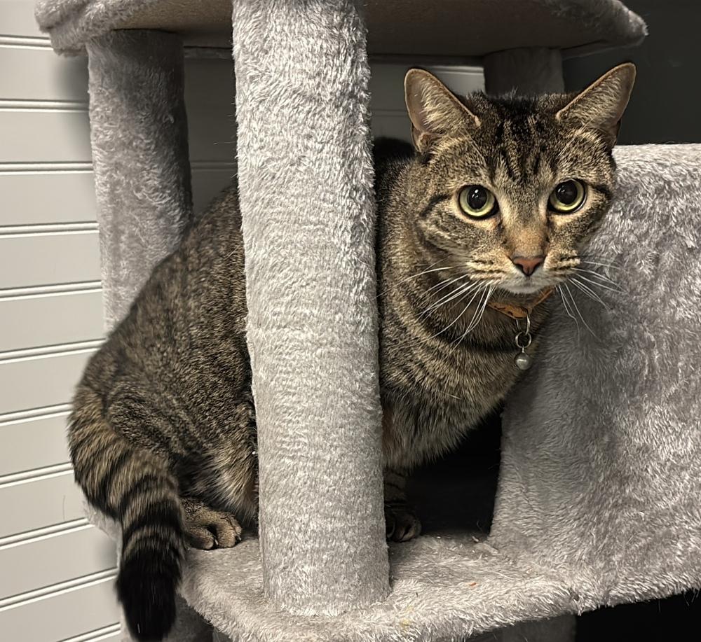 Blair (fka Jaded ), a Adoptable Domestic Short Hair in Virginia Beach, VA image 4/6