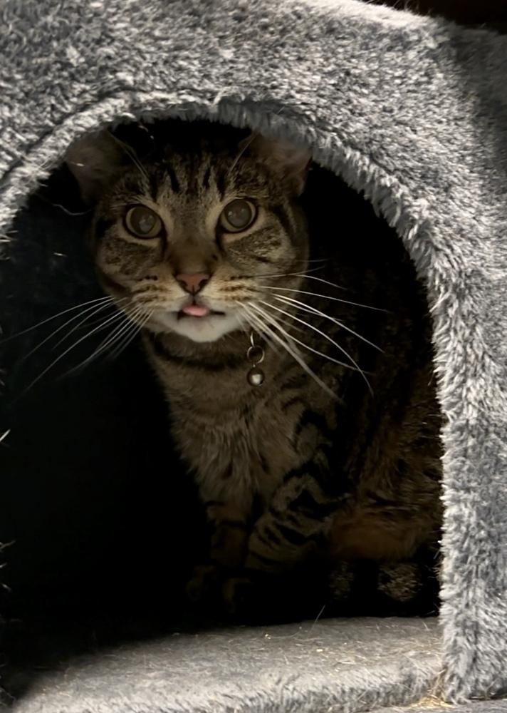 Blair (fka Jaded ), a Adoptable Domestic Short Hair in Virginia Beach, VA image 5/6