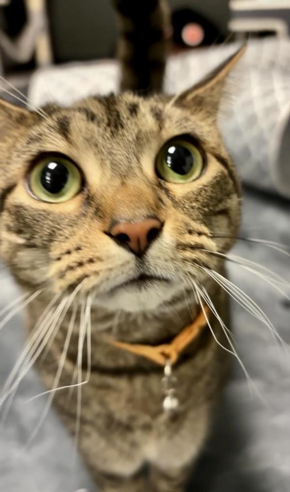 Blair (fka Jaded ), a Adoptable Domestic Short Hair in Virginia Beach, VA image 6/6