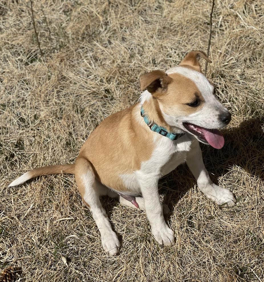 Pinto, a ADOPTABLE mixed breed in Buena Vista, CO image 3/3