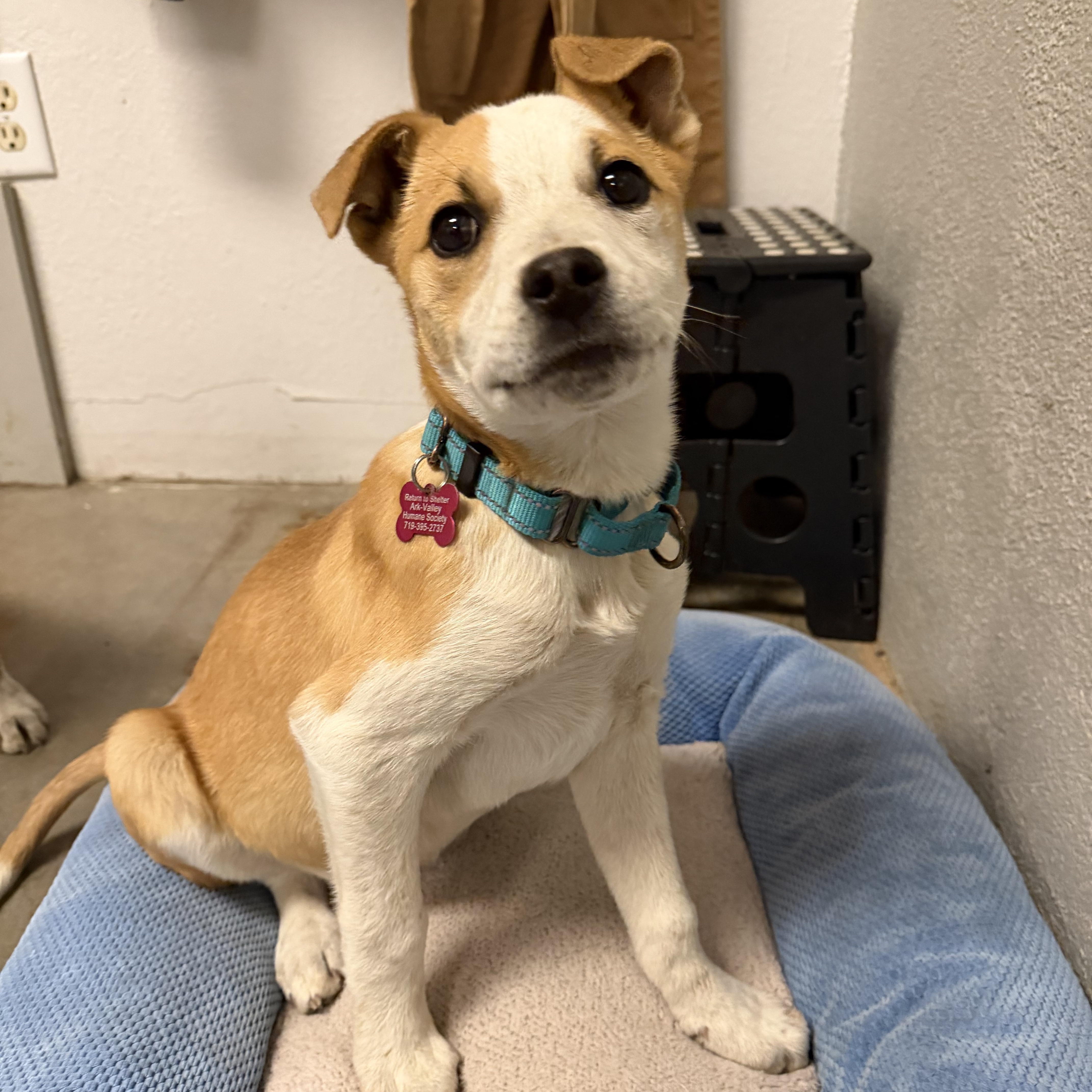 Pinto, a ADOPTABLE mixed breed in Buena Vista, CO image 1/3