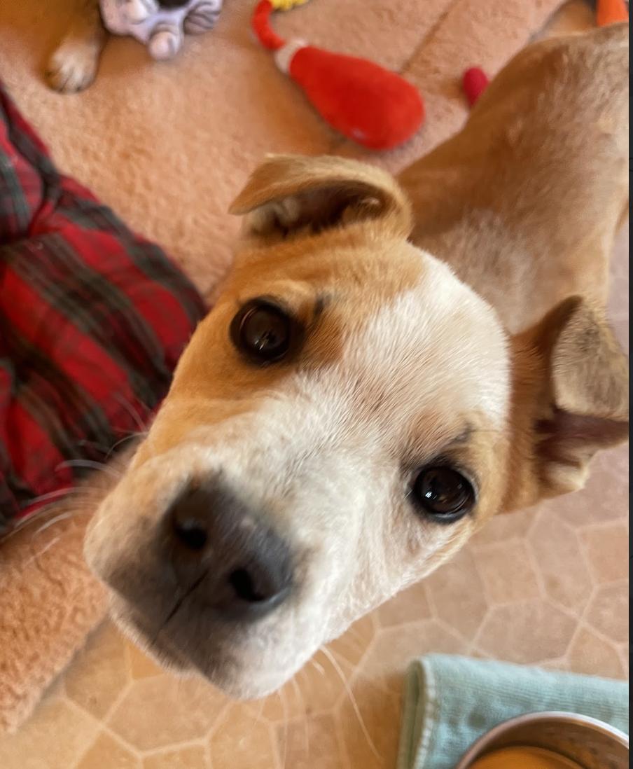 Pinto, a ADOPTABLE mixed breed in Buena Vista, CO image 2/3