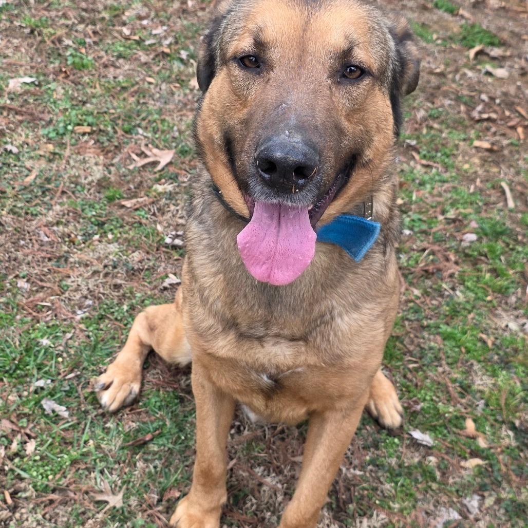Enlarge Grizzly, a Adoptable German Shepherd Dog in Jasper, IN image 2/3