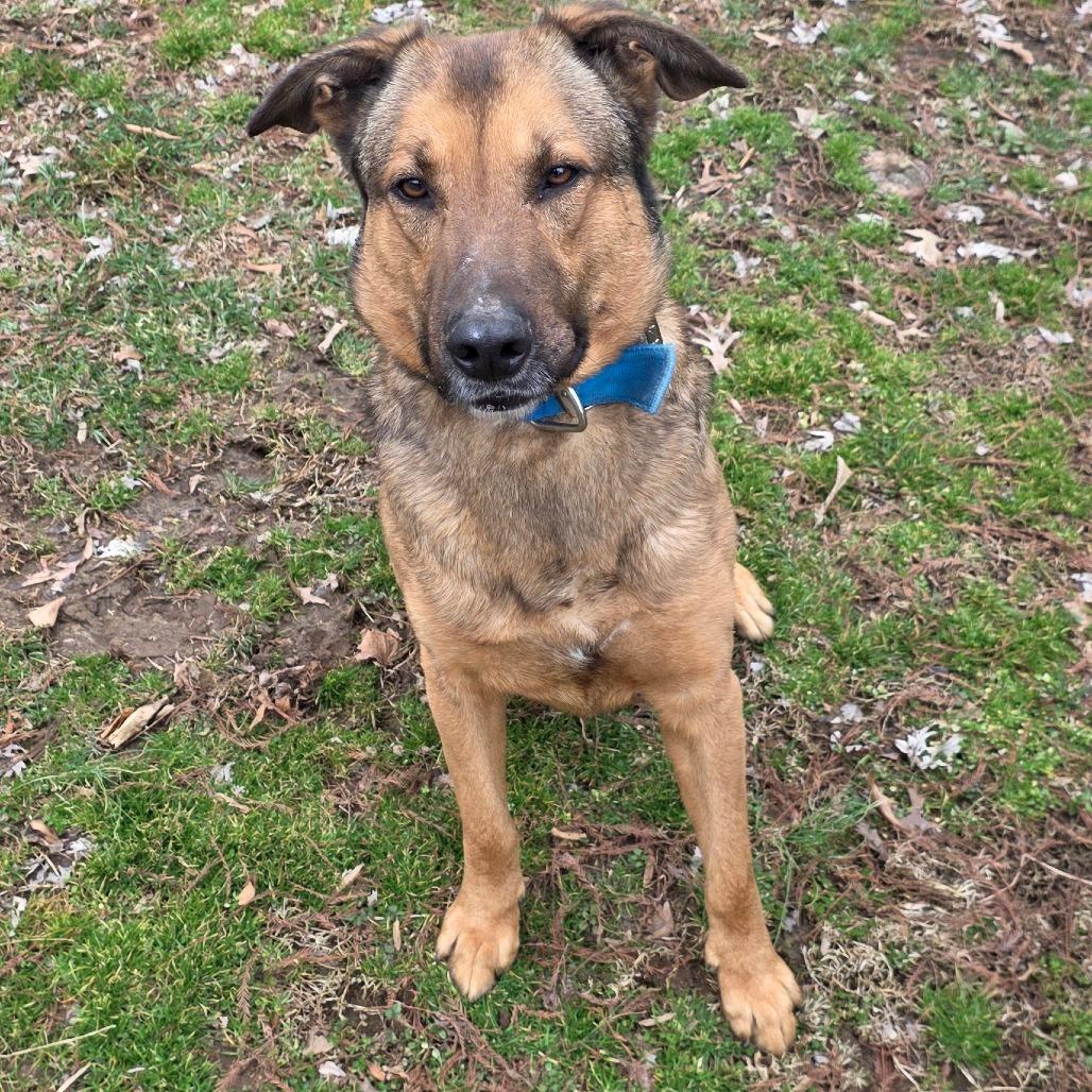 Enlarge Grizzly, a Adoptable German Shepherd Dog in Jasper, IN image 3/3