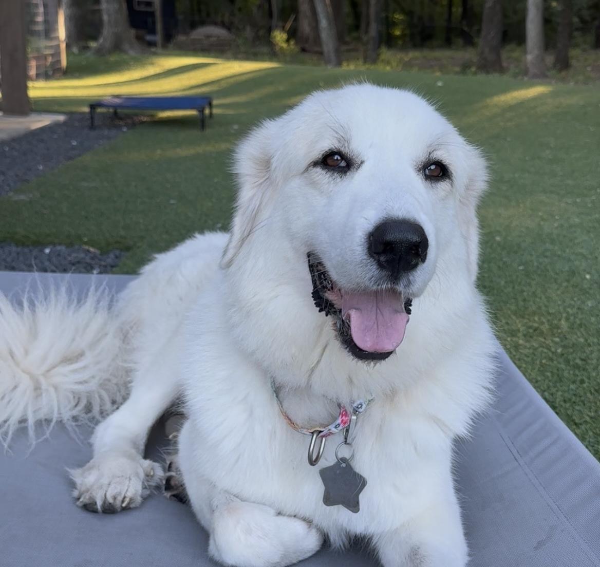 Tippy DFW, Adoptable, Adult Female Great Pyrenees.