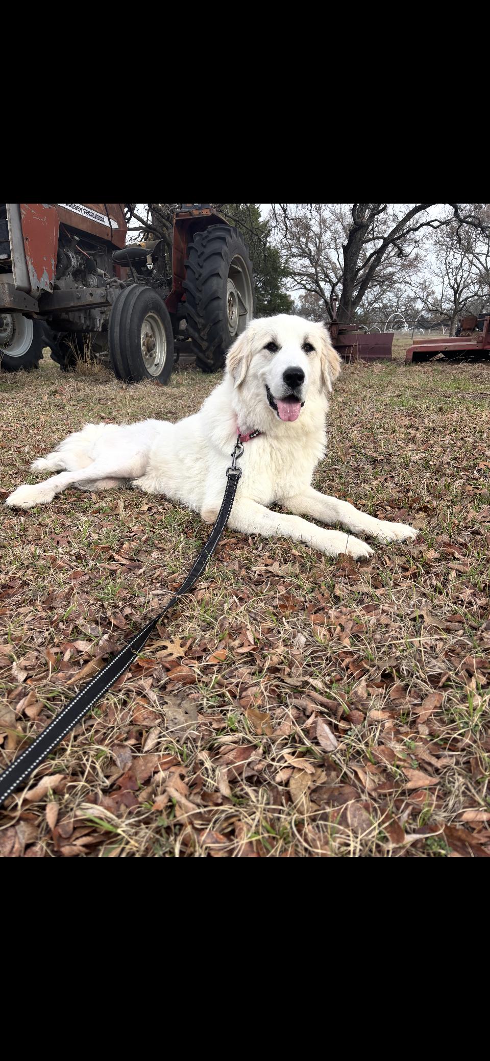 Tippy DFW, a Adoptable Great Pyrenees in Quinlan, TX image 1/6