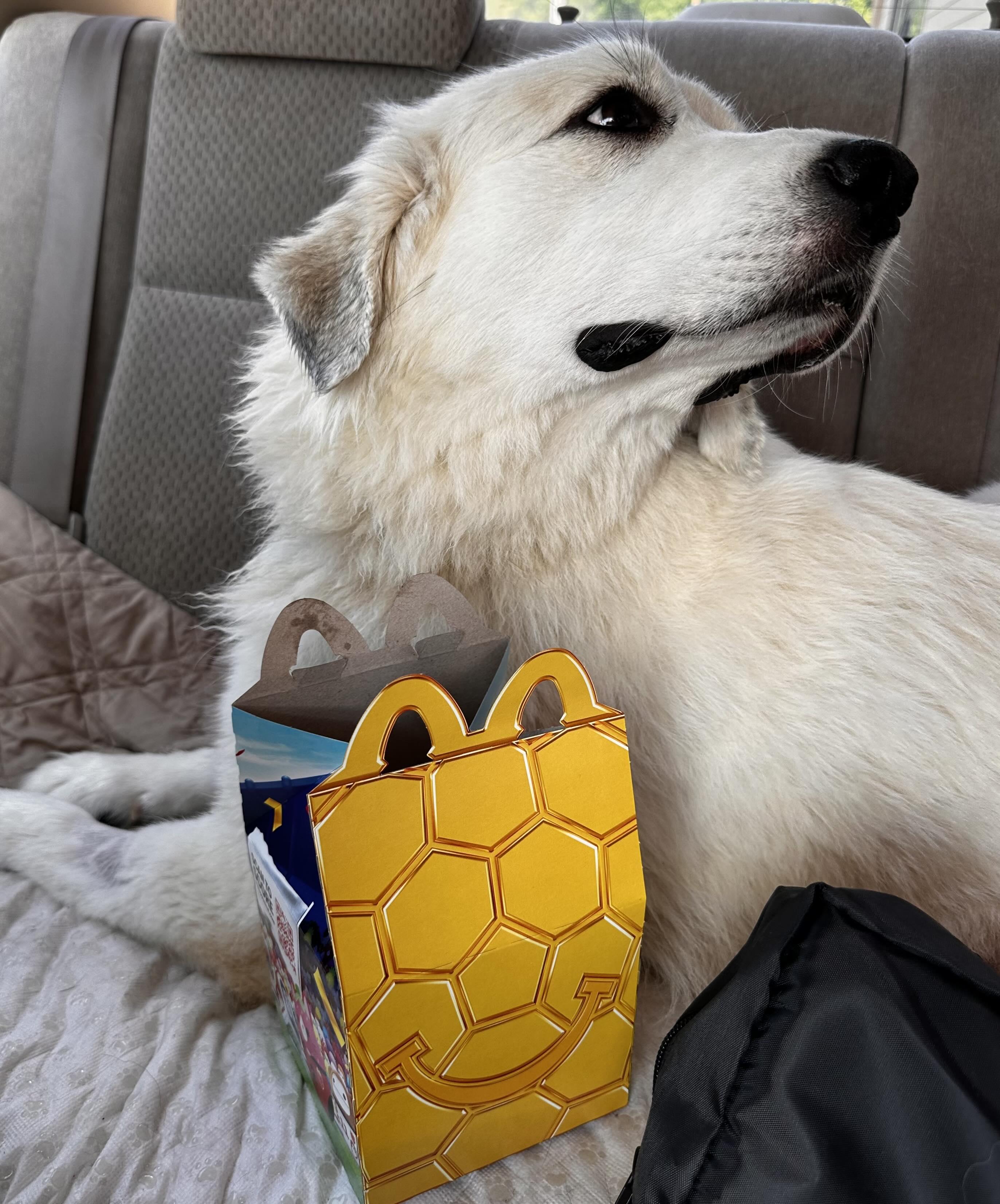 Tippy DFW, a Adoptable Great Pyrenees in Quinlan, TX image 2/6