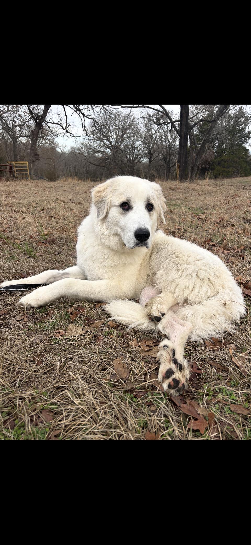 Tippy DFW, a Adoptable Great Pyrenees in Quinlan, TX image 2/6