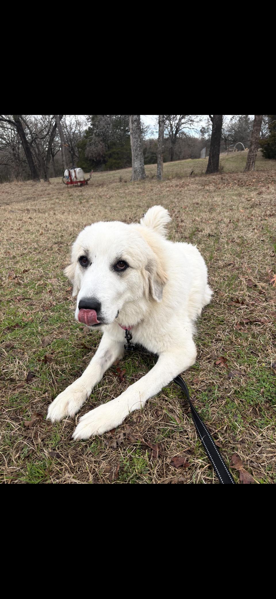 Tippy DFW, a Adoptable Great Pyrenees in Quinlan, TX image 3/6