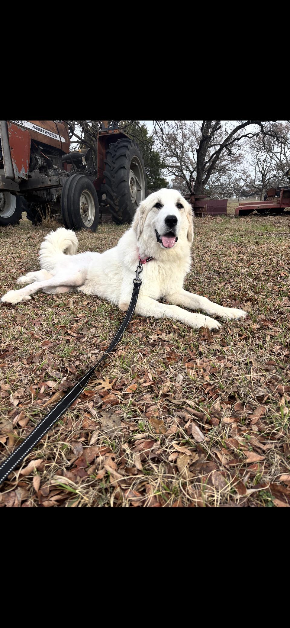 Tippy DFW, a Adoptable Great Pyrenees in Quinlan, TX image 4/6