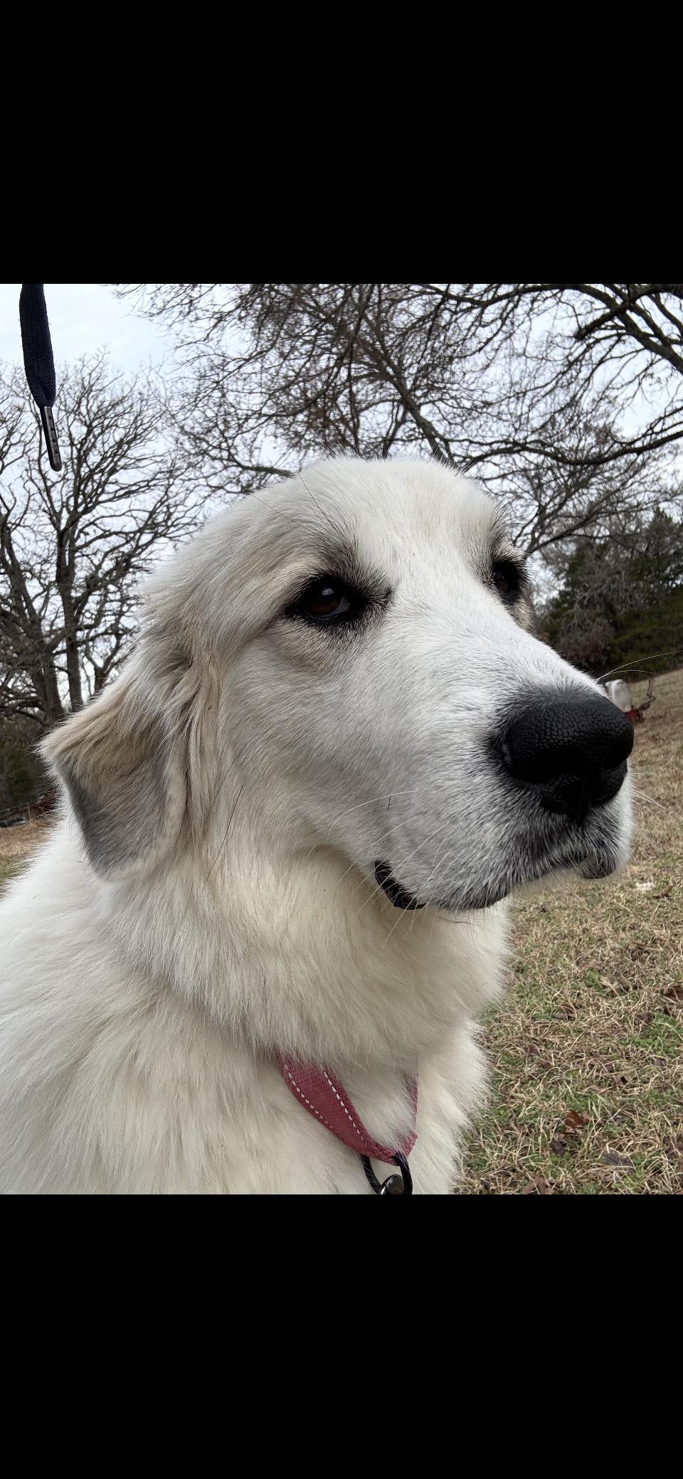 Tippy DFW, a Adoptable Great Pyrenees in Quinlan, TX image 5/6