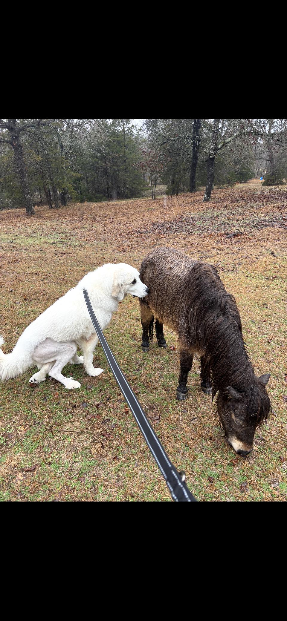 Tippy DFW, a Adoptable Great Pyrenees in Quinlan, TX image 6/6