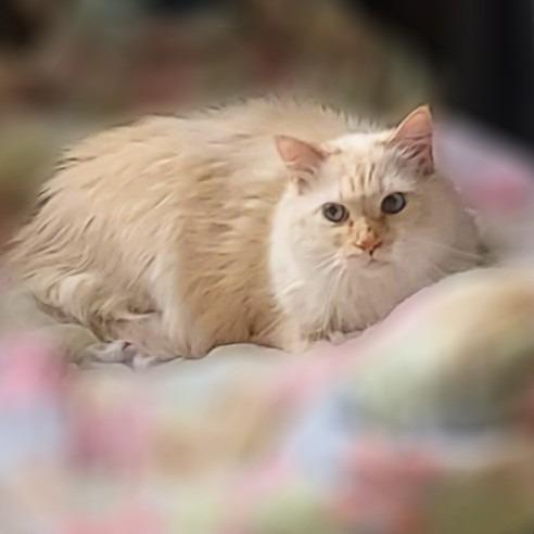 Diamond, a Adoptable Siamese in Springfield, IL image 1/3