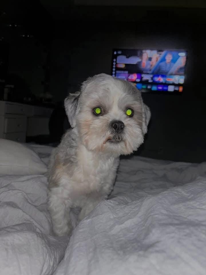 Enlarge Pluto, a ADOPTABLE Shih Tzu in Lovettsville, VA image 3/4