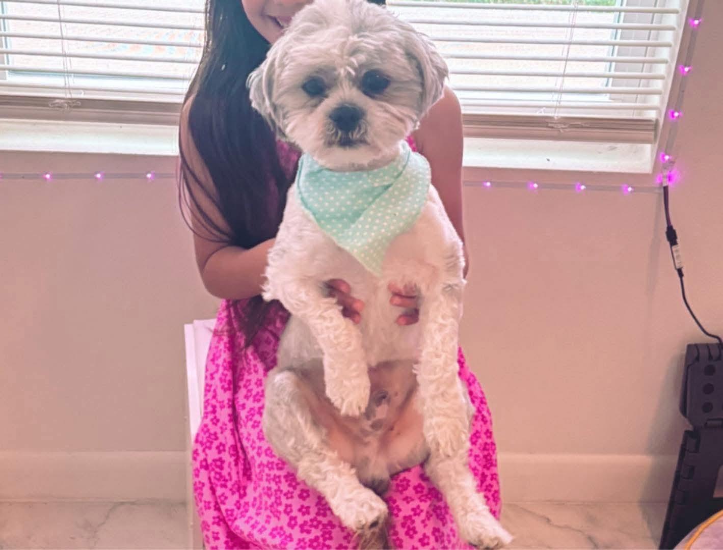 Enlarge Pluto, a ADOPTABLE Shih Tzu in Lovettsville, VA image 2/4