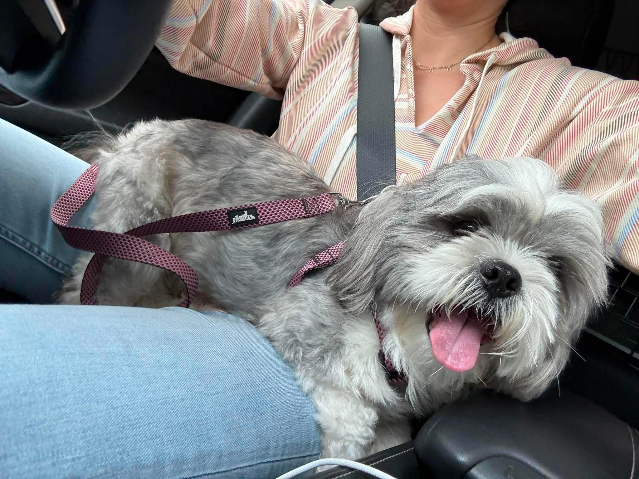 Pluto, ADOPTABLE, Young Male Shih Tzu.