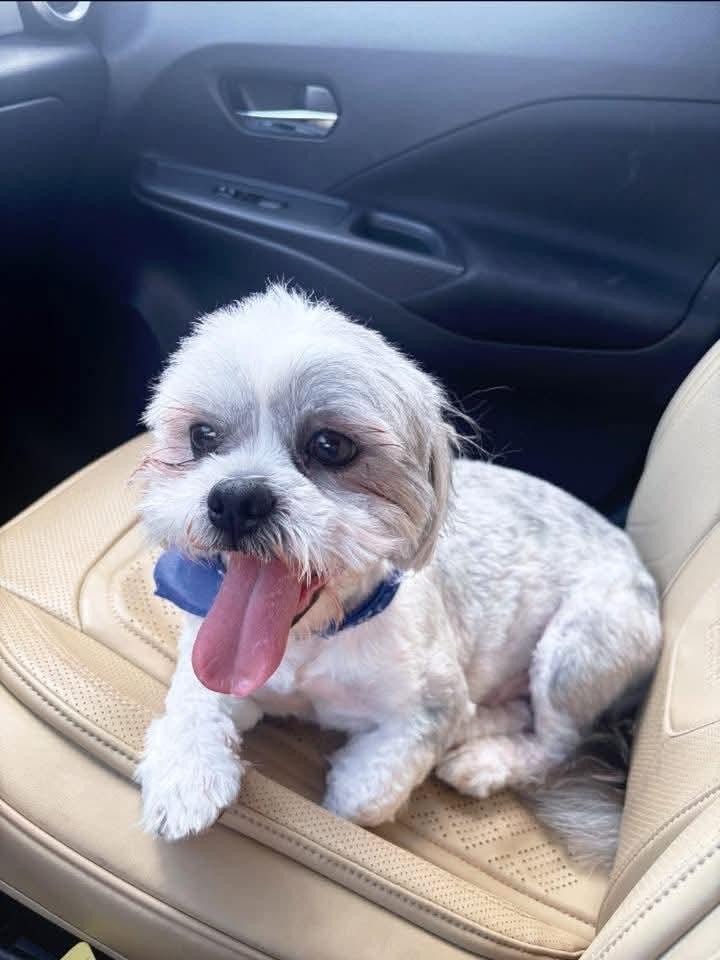 Enlarge Pluto, a ADOPTABLE Shih Tzu in Lovettsville, VA image 4/4