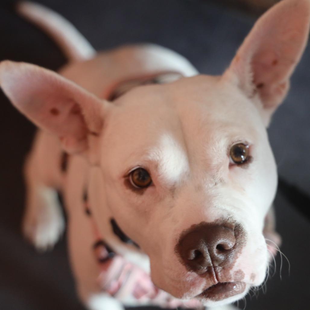 Enlarge Princess Zelda, a Adoptable Mixed Breed in Durham, NC image 1/5