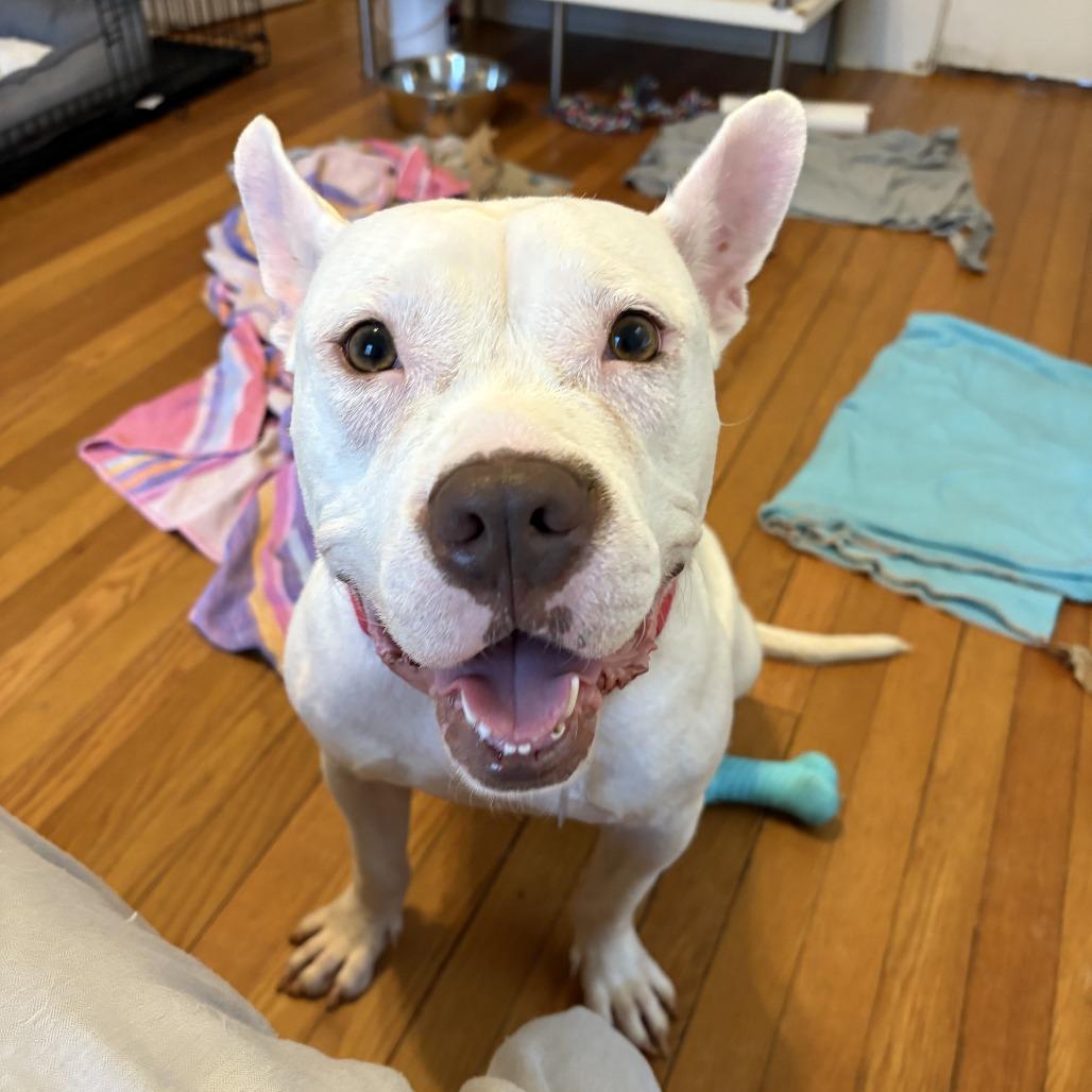 Enlarge Princess Zelda, a Adoptable Mixed Breed in Durham, NC image 2/5