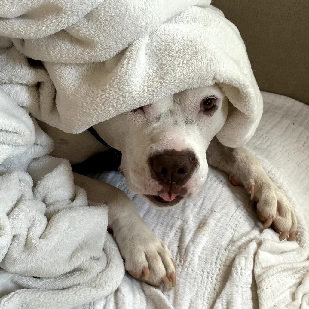 Enlarge Princess Zelda, a Adoptable Mixed Breed in Durham, NC image 3/5