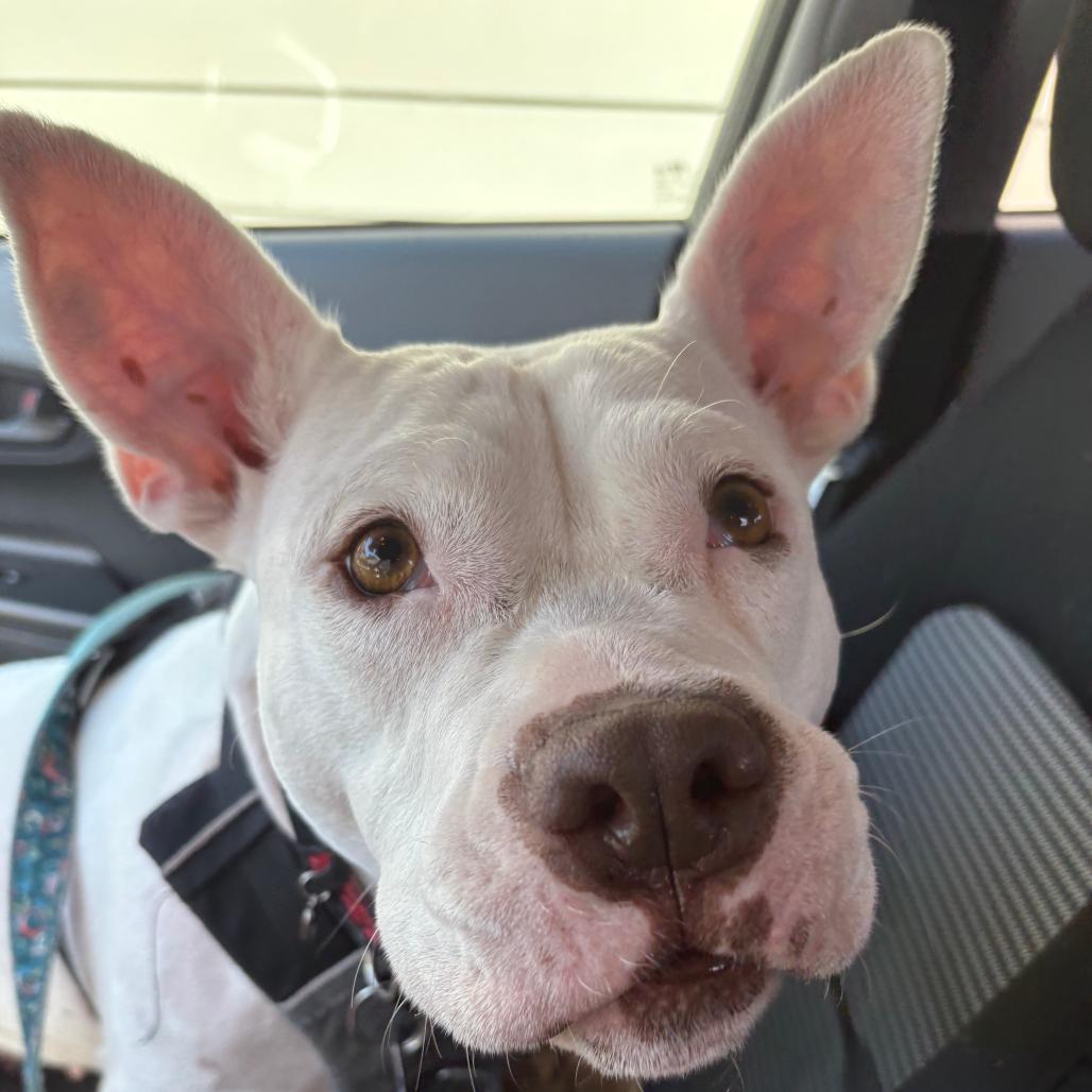 Enlarge Princess Zelda, a Adoptable Mixed Breed in Durham, NC image 4/5