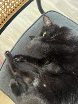 Lou, Adoptable, Adult Male Domestic Short Hair.