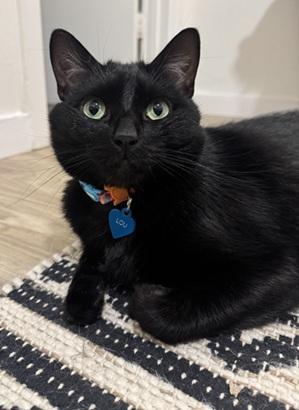 Enlarge Lou, a Adoptable Domestic Short Hair in San Francisco, CA image 2/6
