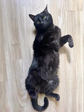 Enlarge Lou, a Adoptable Domestic Short Hair in San Francisco, CA image 3/6