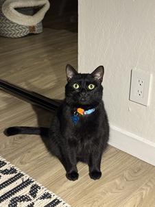 Enlarge Lou, a Adoptable Domestic Short Hair in San Francisco, CA image 4/6
