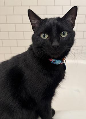 Enlarge Lou, a Adoptable Domestic Short Hair in San Francisco, CA image 5/6