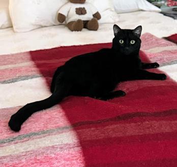 Enlarge Lou, a Adoptable Domestic Short Hair in San Francisco, CA image 6/6