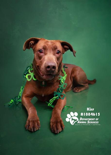 KISS, Adoptable, Young Female Pit Bull Terrier.